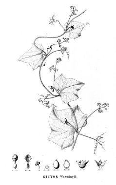 Bitki çizimi. Eski resim