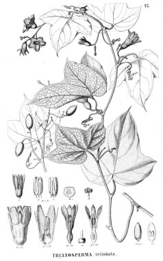 Bitki çizimi. Eski resim