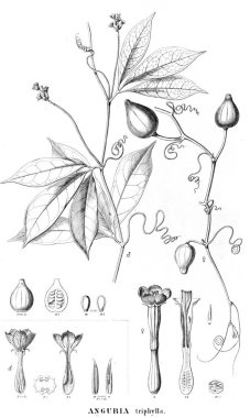 Bitki çizimi. Eski resim