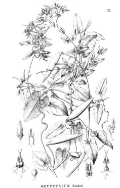 Bitki çizimi. Eski resim