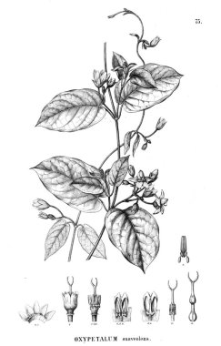 Bitki çizimi. Eski resim