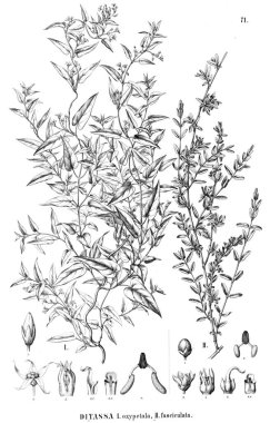 Bitki çizimi. Eski resim