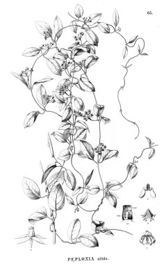 Bitki çizimi. Eski resim