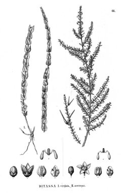 Bitki çizimi. Eski resim