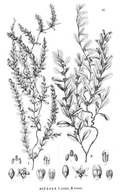 Bitki çizimi. Eski resim