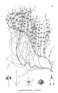 Bitki çizimi. Eski resim