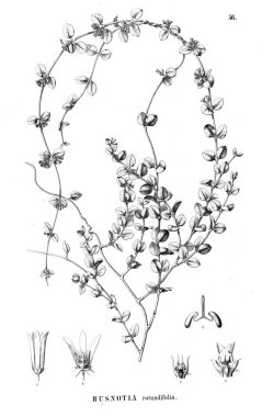 Bitki çizimi. Eski resim