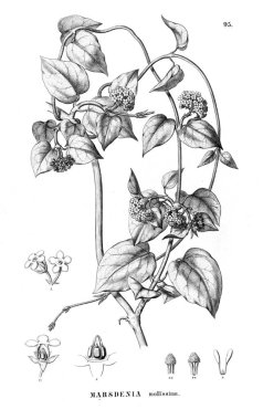 Bitki çizimi. Eski resim