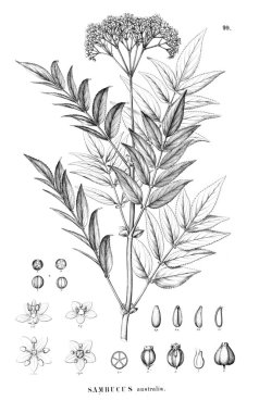 Bitki çizimi. Eski resim