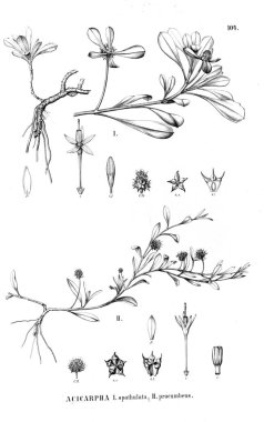 Bitki çizimi. Eski resim