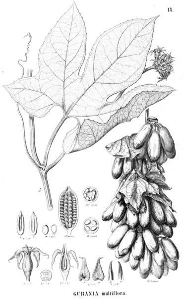 Illustration Plant Old Image — Stock Photo, Image