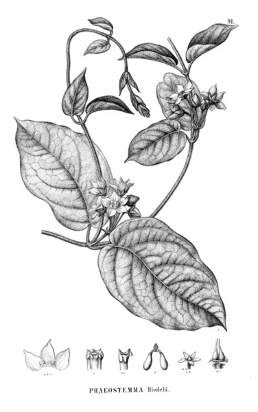 Illustration Plante Ancienne Image — Photo