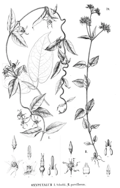 Illustration Plante Ancienne Image — Photo