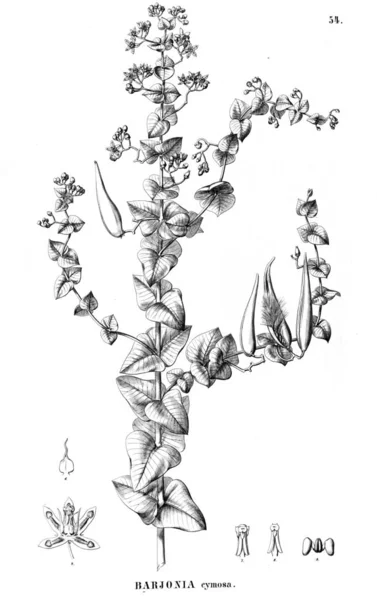 Illustration Plante Ancienne Image — Photo