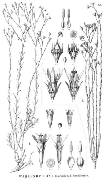 植物のイラスト 古いイメージ — ストック写真