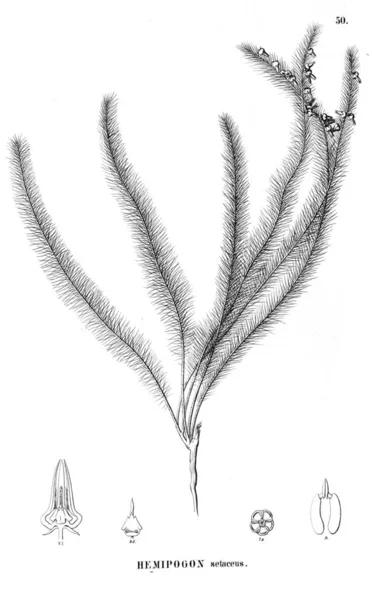 Illustration Plante Ancienne Image — Photo