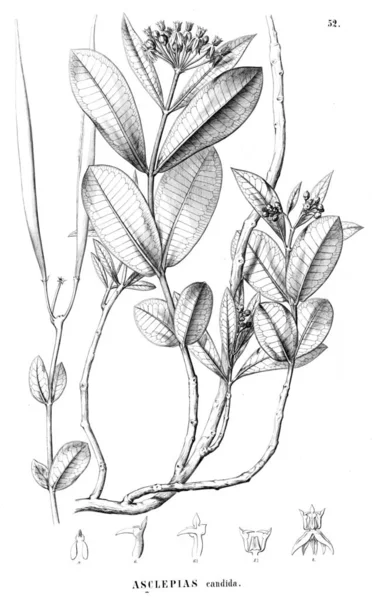 Illustration Plante Ancienne Image — Photo