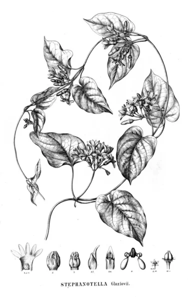 Illustration Plante Ancienne Image — Photo