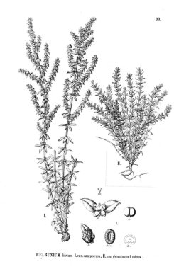 Bitki çizimi. Eski resim