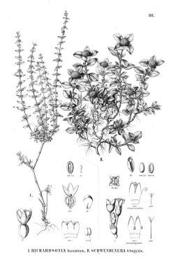 Bitki çizimi. Eski resim