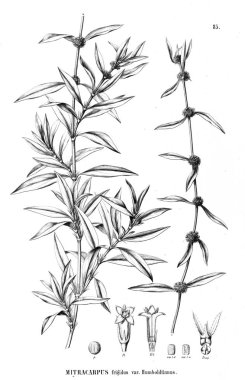 Bitki çizimi. Eski resim