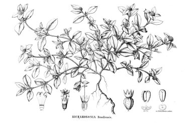 Bitki çizimi. Eski resim