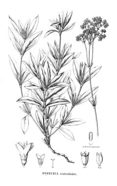 Bitki çizimi. Eski resim