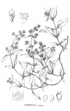 Bitki çizimi. Eski resim