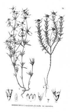 Bitki çizimi. Eski resim