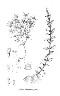 Bitki çizimi. Eski resim