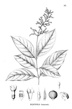 Bitki çizimi. Eski resim