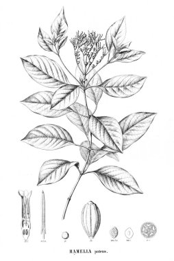 Bitki çizimi. Eski resim