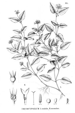 Bitki çizimi. Eski resim