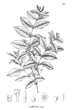 Bitki çizimi. Eski resim