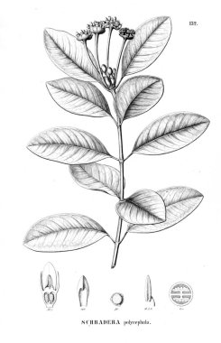 Bitki çizimi. Eski resim