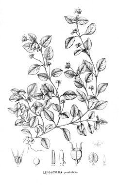 Bitki çizimi. Eski resim