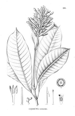 Bitki çizimi. Eski resim