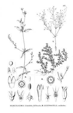 Bitki çizimi. Eski resim