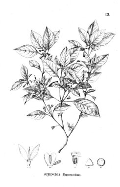 Bitki çizimi. Eski resim