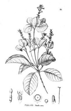 Bitki çizimi. Eski resim