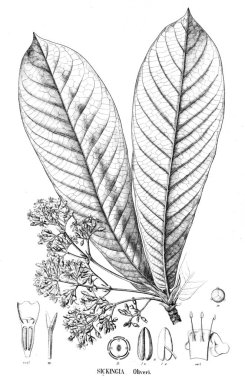 Bitki çizimi. Eski resim