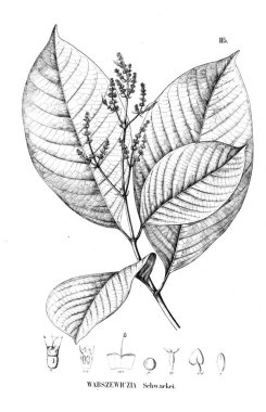 Bitki çizimi. Eski resim