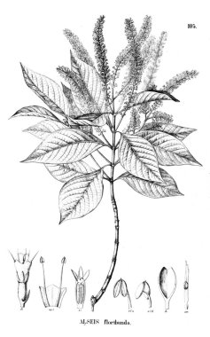 Bitki çizimi. Eski resim