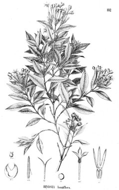 Bitki çizimi. Eski resim