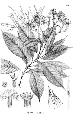 Bitki çizimi. Eski resim