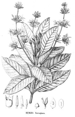 Bitki çizimi. Eski resim