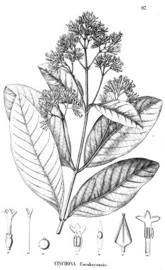 Bitki çizimi. Eski resim