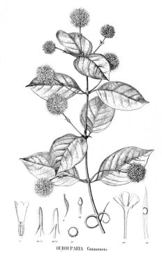 Bitki çizimi. Eski resim