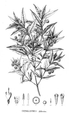 Bitki çizimi. Eski resim