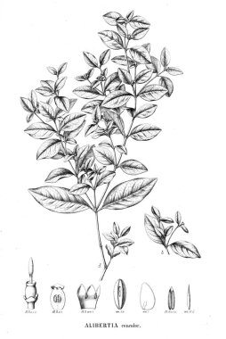 Bitki çizimi. Eski resim